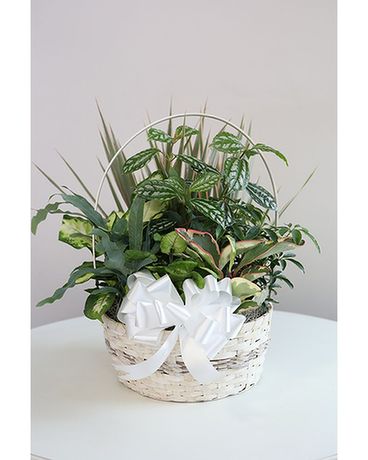 Dish Garden #6 Plant