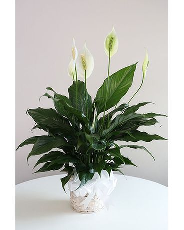Peace Lily-Small Plant