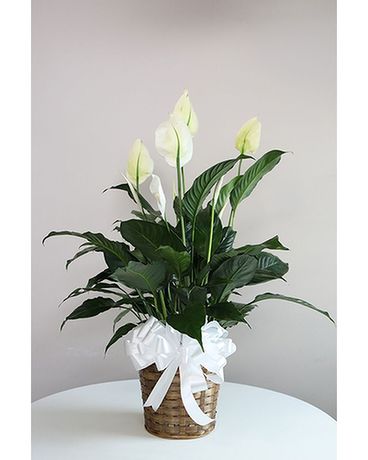 Peace Lily-Medium Plant