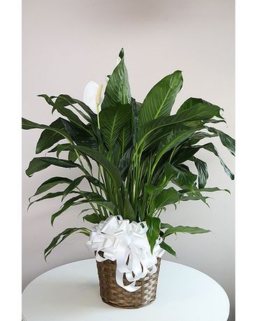 Peace Lily-Large Plant