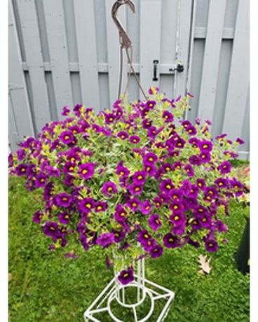 Millon Bells basket (purple Not guaranteed) Plant