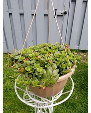 Portulaca basket (color Not guaranteed) Plant