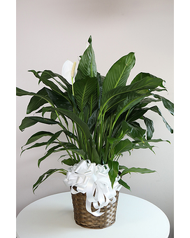 Peace Lily-Large Plant