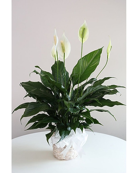 live succulent arrangements Serenity Succulent Arrangement