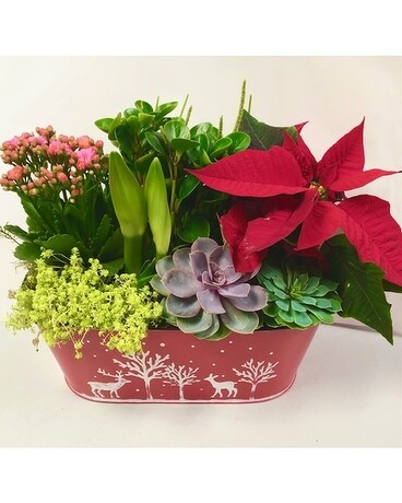 Amaryllis and Plants Flower Arrangement