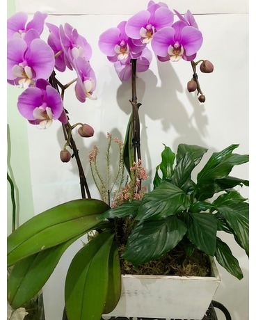 Orchid and Peace Lily Flower Arrangement