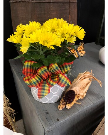 Sunny Days Planter Plant