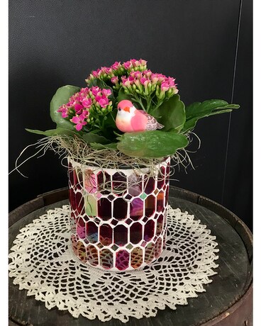 Sweet Songbird Kalanchoe Plant