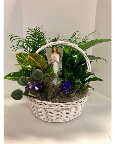 An Angel's Paradise Plant