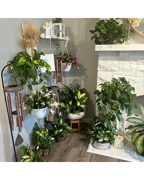 Plant Deal of the Day