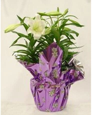 Easter Lily Plant