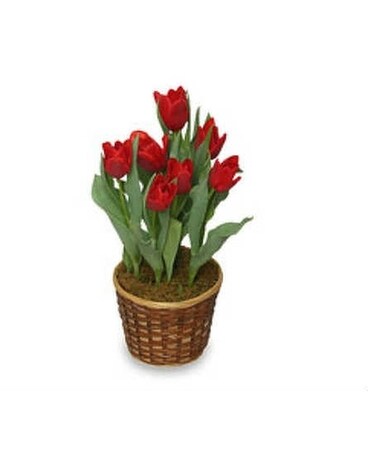 Potted Tulip Plants Plant