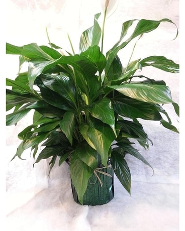 Large Spathiphyllum Plant