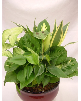 Large Ceramic Dish Garden