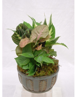 Medium Ceramic Dish Garden 8 Dish Garden Plant