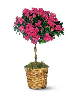 Azalea Topiary Plant