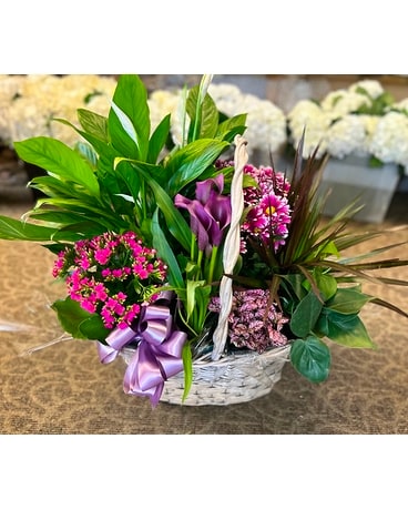 Large European Garden Basket Plant