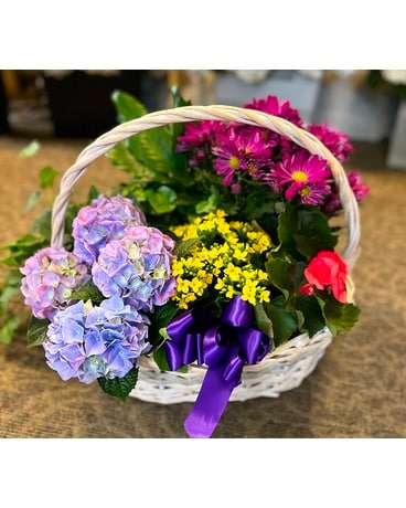 Medium European Garden Basket Plant