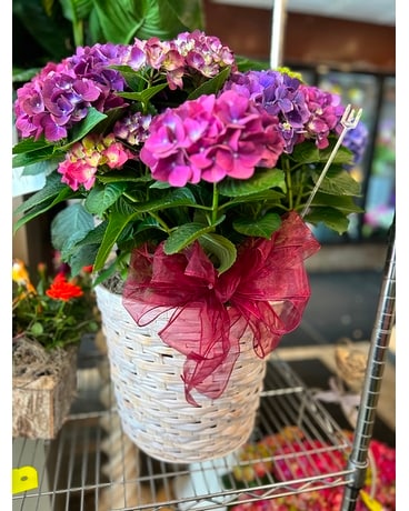 Jumbo Hydrangea Plant Plant