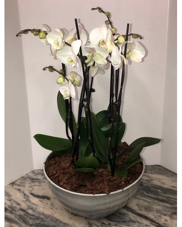 Phalaenopsis Orchid Bowl Plant