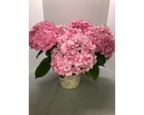 Hydrangea Plant Plant