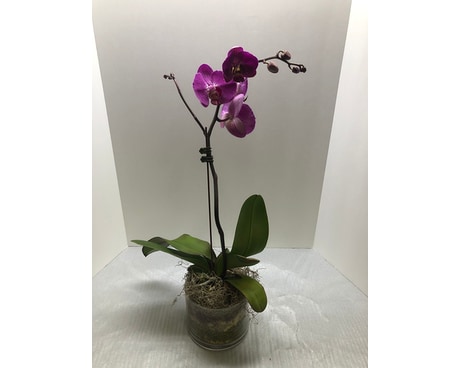 Elegant Orchid in Glass Cylinder Dish Garden Plant