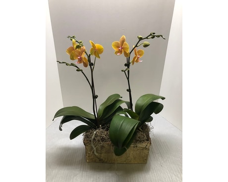 Elegant Double Phalaenopsis Dish Garden Plant