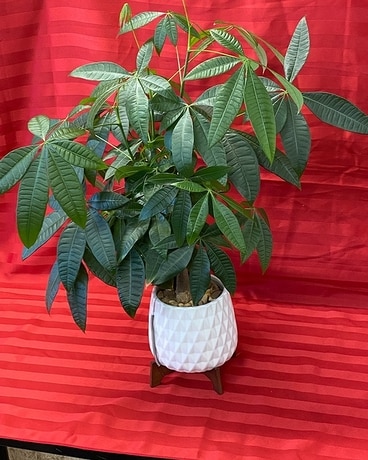 Money Tree Plant