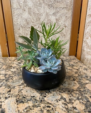 Succulent Dish Garden Dish Garden Plant