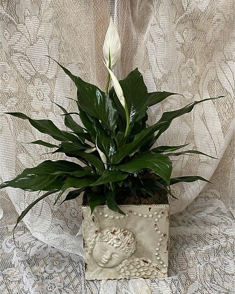 Small Peace Lily in New Port Richey FL - Holiday Florist