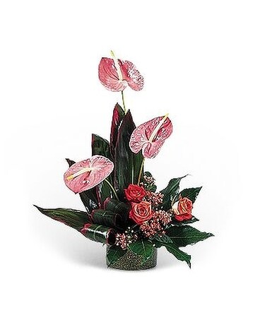 Hot Pink Anthuriums Flower Arrangement