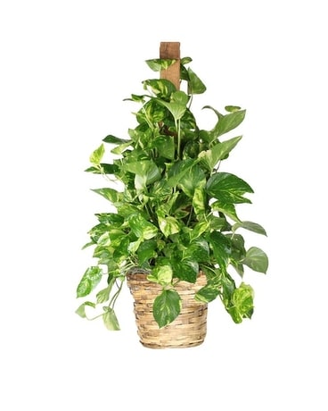 POTHOS PLANT ON POLE Plant