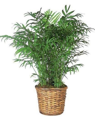 PALM PLANT Plant