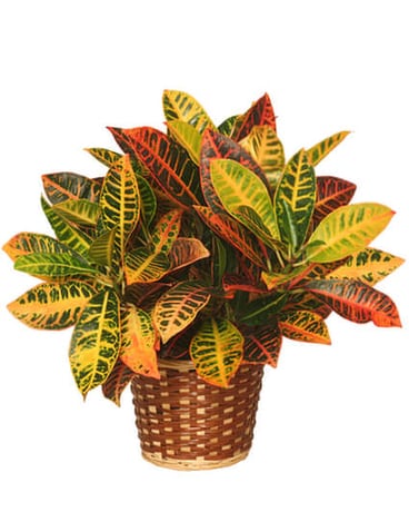 Croton Plant Plant