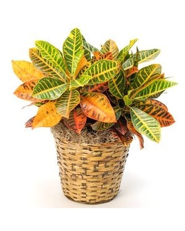 Medium Croton Plant Plant