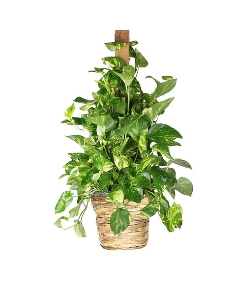 cheap succulent plants Succulents