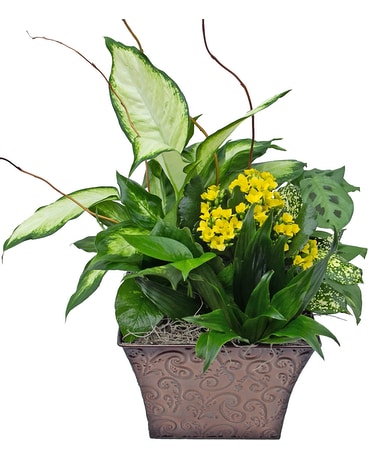 Sunny Wishes Planter Flower Arrangement
