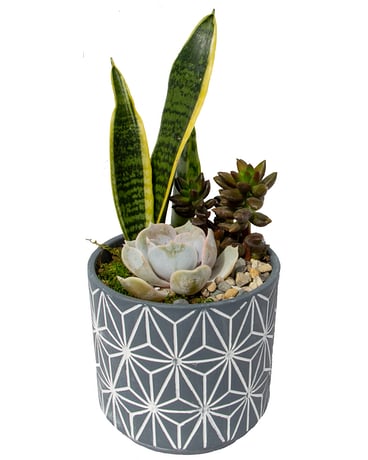 Desert Desk Planter Plant