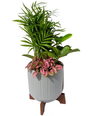 Pop of Pink Planter Plant