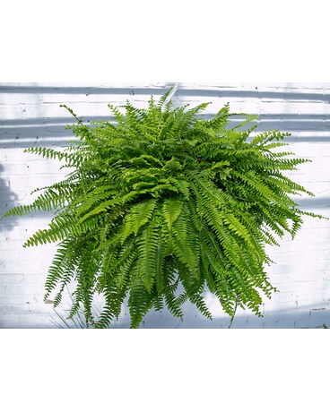 Hanging Boston Fern Flower Arrangement