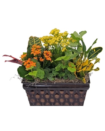 Delightful Plant Assortment Dish Garden Plant