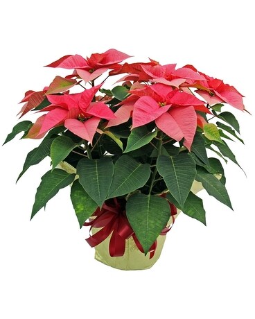 10 inch Poinsettia Plant