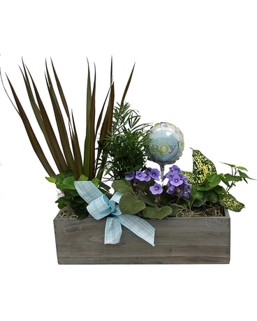 Baby Boy Planter Plant