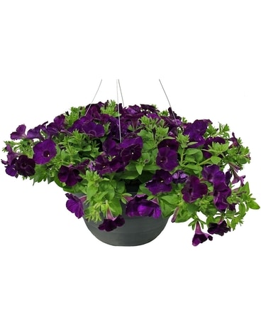 Deluxe Hanging Basket Flower Arrangement