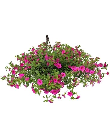 Standard Hanging Basket Flower Arrangement