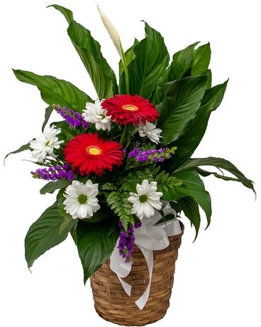 flower 三点まとめ Blooms of Peace - Pink in Zeeland MI - Don's Flowers & Gifts
