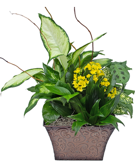 Standard size, 15 inches height and 15 inches wide.