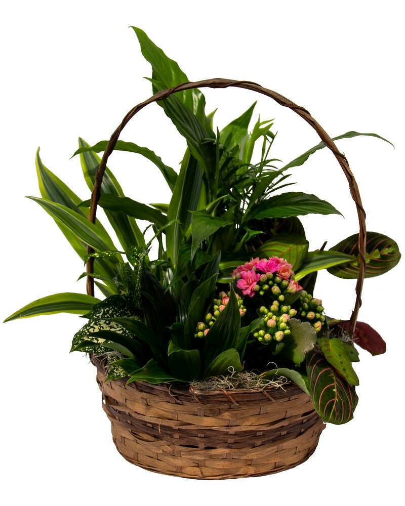 Plants Delivery Zeeland MI - Don's Flowers & Gifts