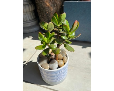 Jade Plant Plant