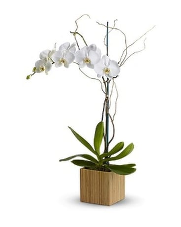 Teleflora's Bamboo Shangri-La Flower Arrangement